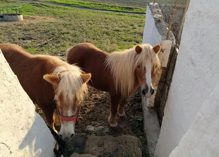 Bini Aumaia Landsted Es Mercadal