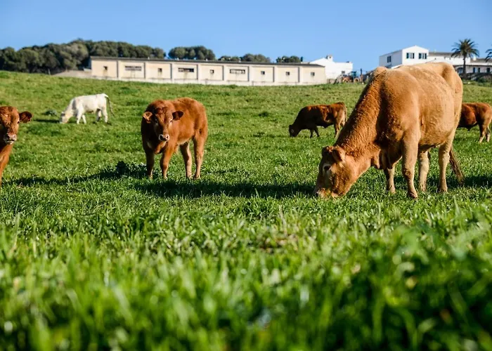Bini Aumaia Es Mercadal