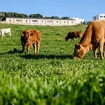 Bini Aumaia Es Mercadal